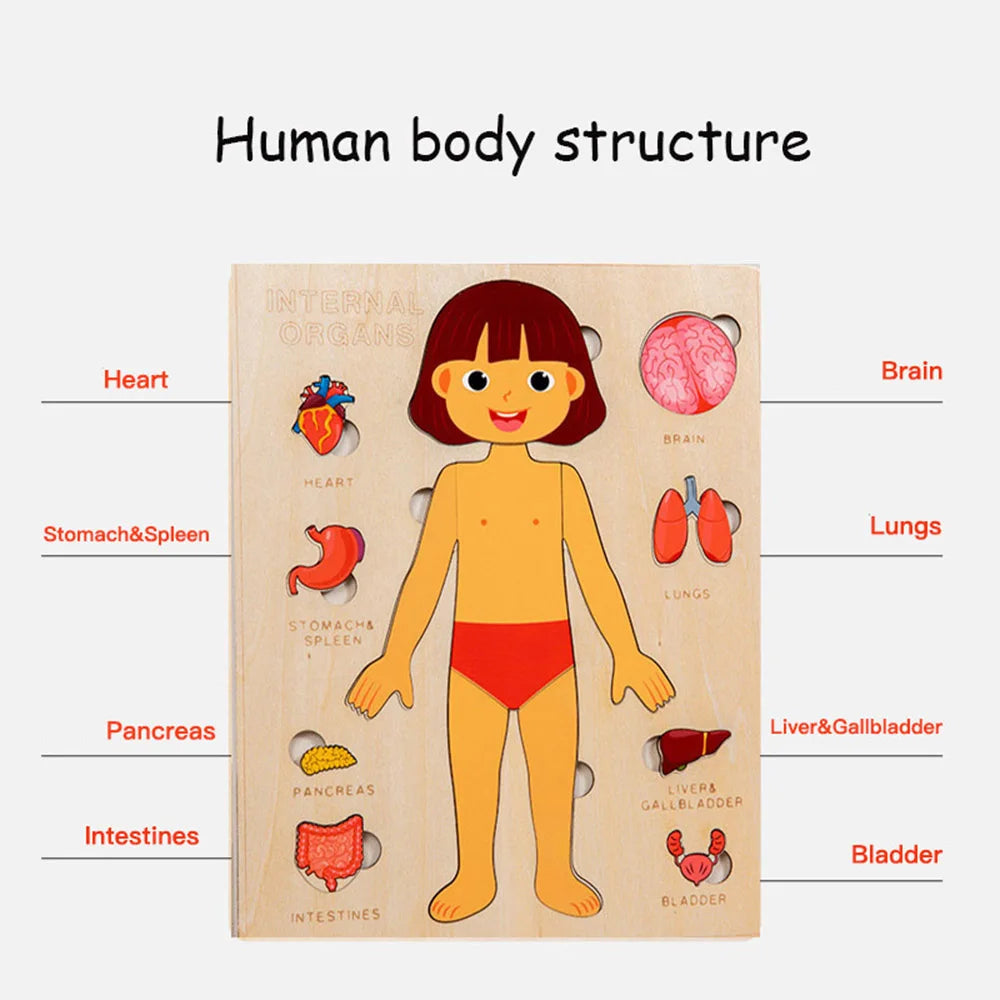 Human Body Puzzle