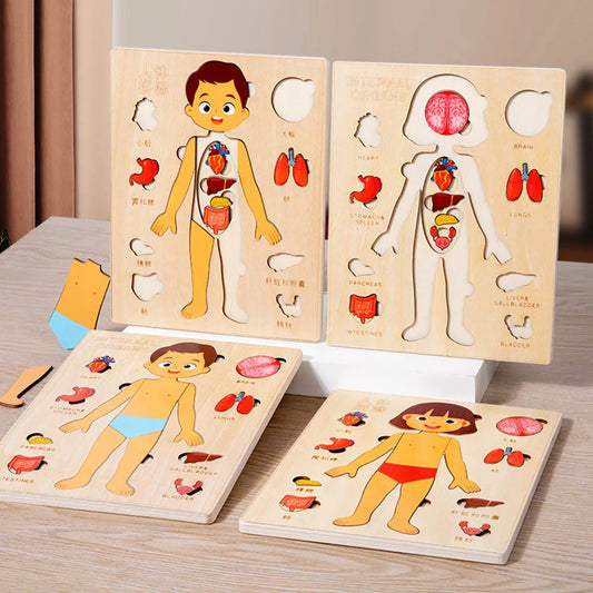 Human Body Puzzle
