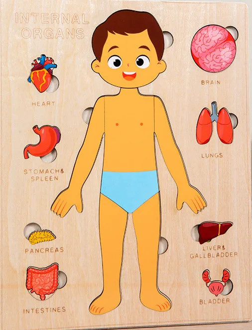 Human Body Puzzle