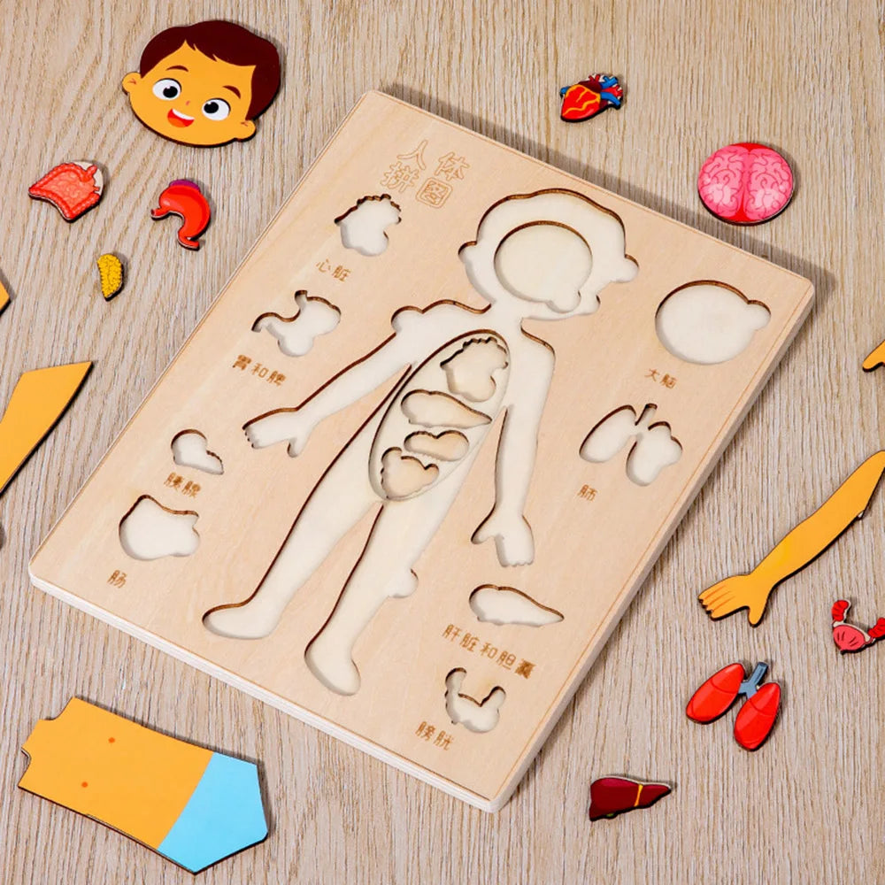 Human Body Puzzle