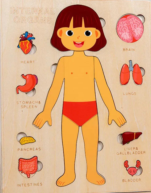Human Body Puzzle